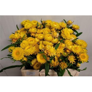 HELICHRYSUM OV