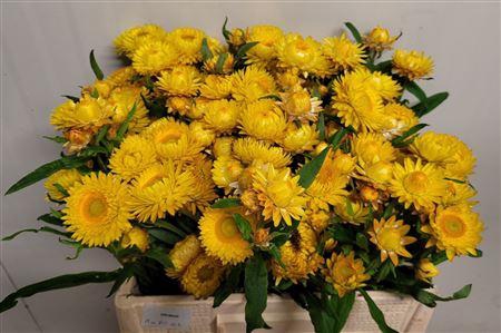 <h4>HELICHRYSUM OV</h4>