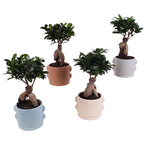 Ficus m. Ginseng Ball Shape Ø12cm in Ø16cm Ceramic SE496