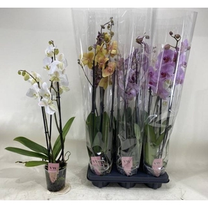 PHAL GEM