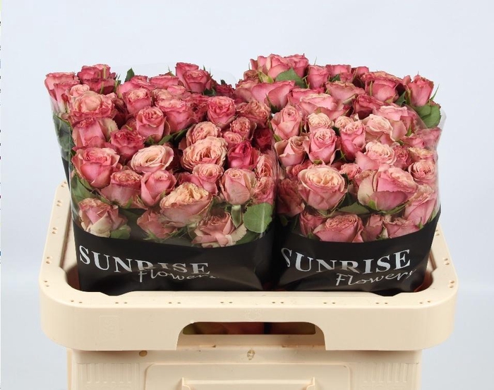 <h4>R TR DESTINI</h4>