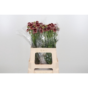 Scab At Sw Che Scoop