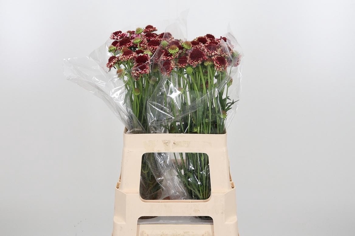 <h4>Scab At Sw Che Scoop</h4>