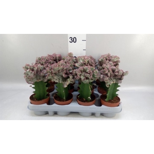 Euphorbia lactea