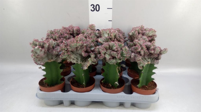 <h4>Euphorbia lactea</h4>