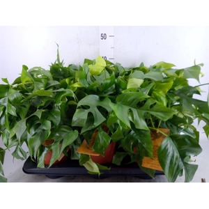 Monstera   ...