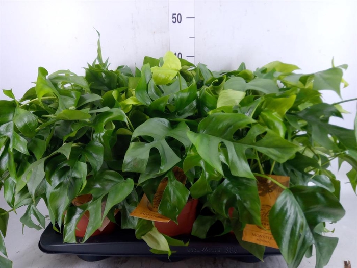 <h4>Monstera   ...</h4>