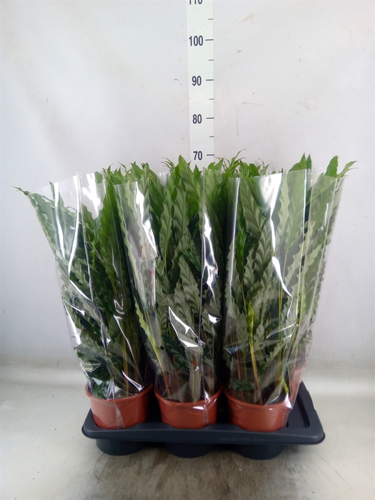 <h4>Calathea rufibarba 'Blue Grass'</h4>