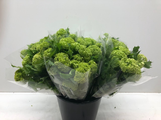 <h4>Mono Viburnum Sneeuwbal per bos</h4>