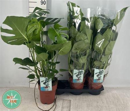 <h4>Monstera Deliciosa 6pp</h4>