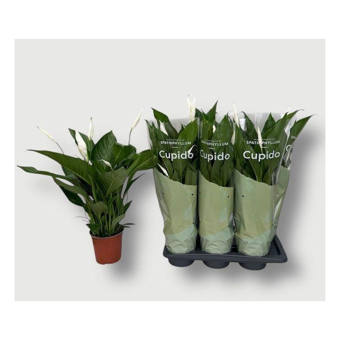 <h4>Spath Bingo Cupido</h4>