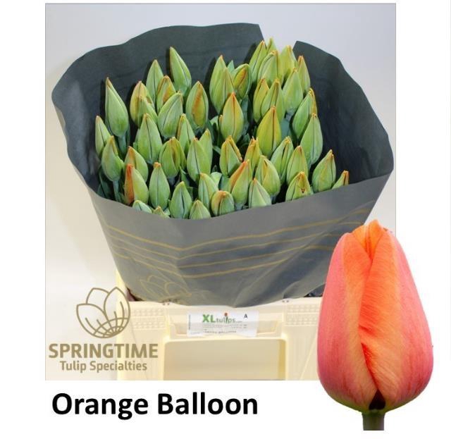 <h4>TU EN ORANGE BALLOON</h4>