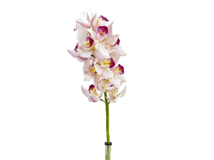 <h4>CYMBIDIUM HT MIN 12 FLS ROSA CLARO</h4>