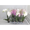 Phal Gem