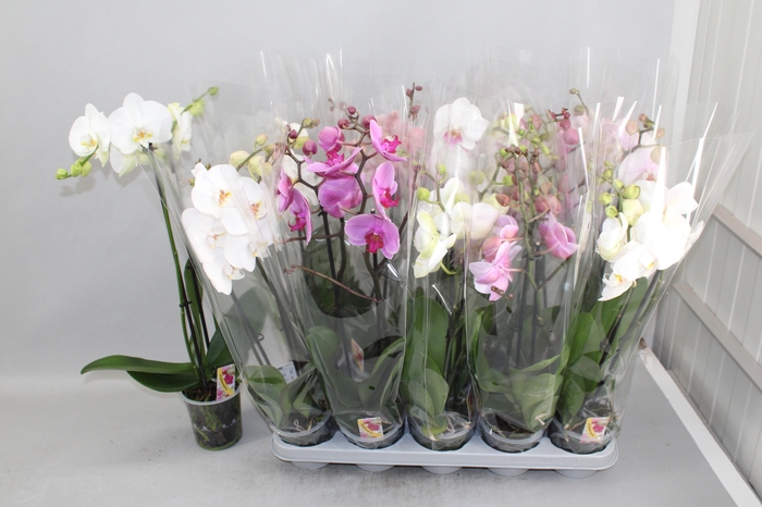 Phal Gem