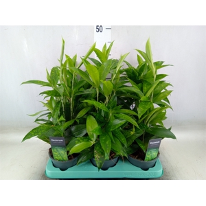 Dracaena surculosa