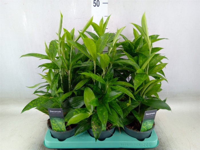 <h4>Dracaena surculosa</h4>