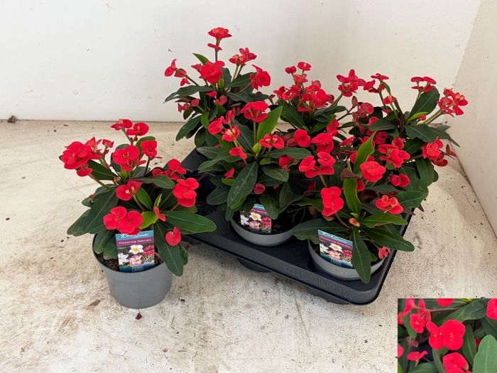 arr8 Euphor Mi Maxi Olymp