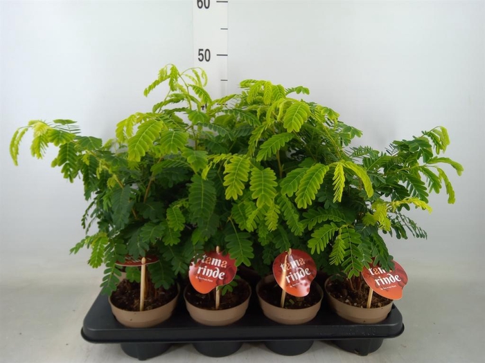 <h4>Tamarindus indica</h4>