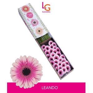 Ge Mi Leando - Fust 614