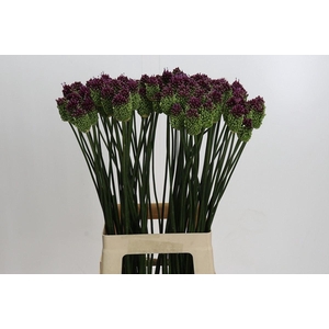 Allium sphaerocephalon