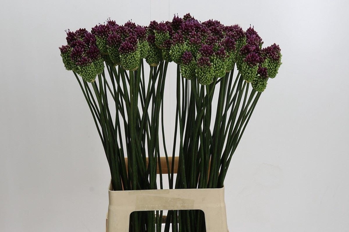 <h4>Allium sphaerocephalon</h4>