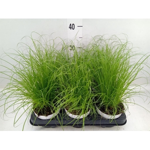 Cyperus alternifolius 'Zumula'