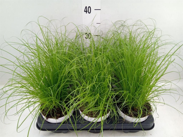 <h4>Cyperus alternifolius 'Zumula'</h4>