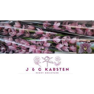 Cymb T Pink Lady 100 Cm