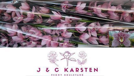 <h4>Cymb T Pink Lady 100 Cm</h4>