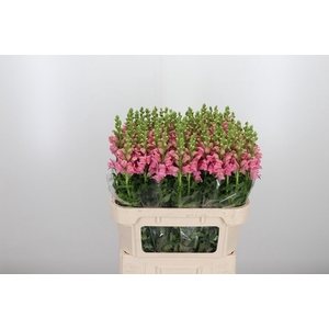 Antirrhinum Po Pink