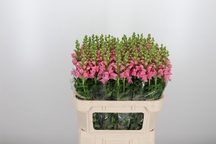 <h4>Antirrhinum Po Pink</h4>