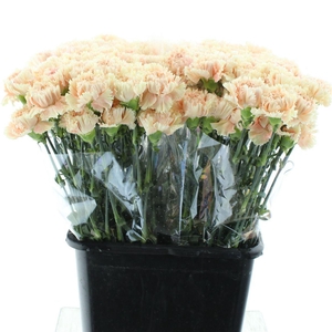 Di St Lady Cappuccino X 160