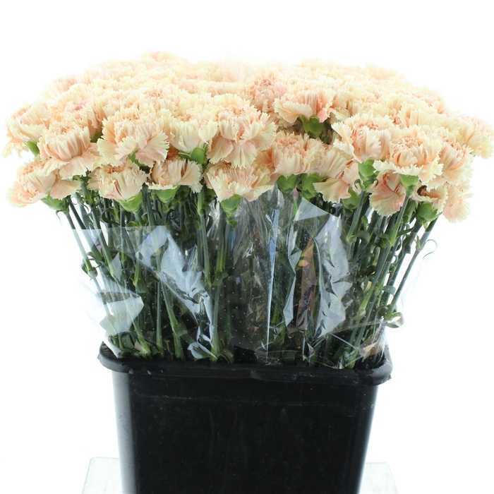 <h4>Di St Lady Cappuccino X 160</h4>