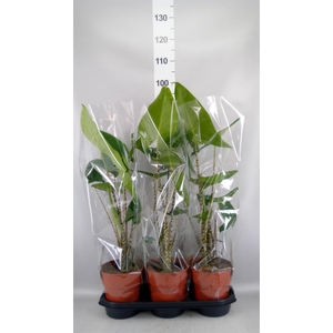 Alocasia zebrina