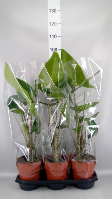 <h4>Alocasia zebrina</h4>