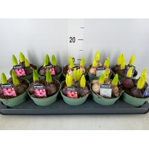 Hyacinthus orie.   ...mix