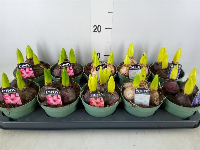 <h4>Hyacinthus orie. ...mix</h4>