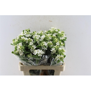 Oxypetalum Perf White Harmony