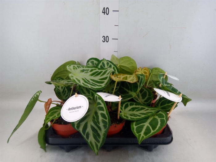 <h4>Anthurium ...</h4>