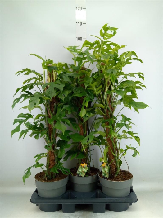 <h4>Philodendron ...</h4>