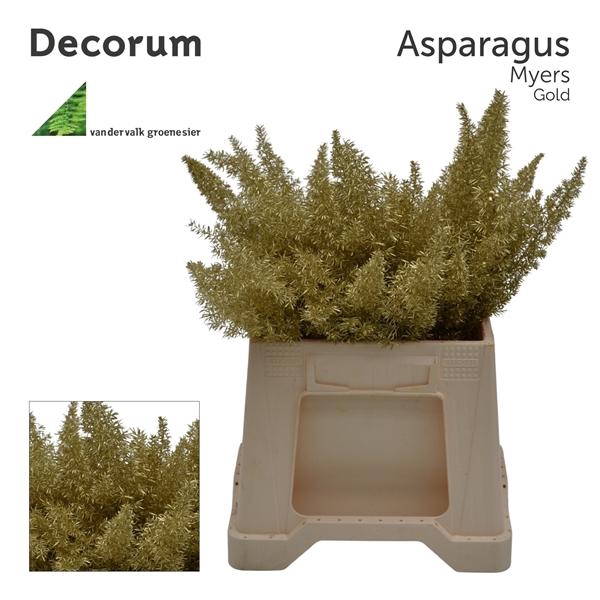 <h4>Asp myers 50cm Gold</h4>