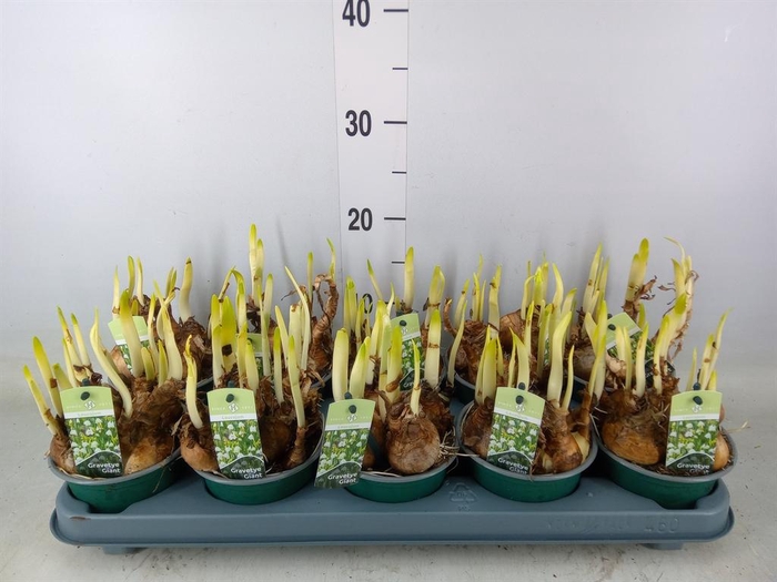 <h4>Leucojum aestivum</h4>