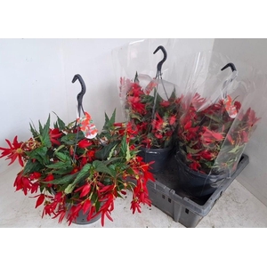 BEGO WF DR ENC RED