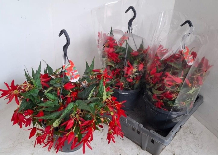 BEGO WF DR ENC RED