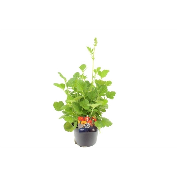 <h4>Geum chil. Mrs Bradshaw</h4>