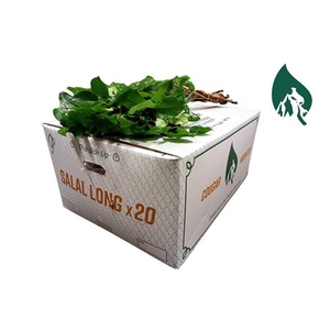 SALAL LONG (Extra)