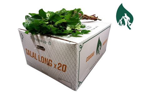 SALAL LONG (Extra)
