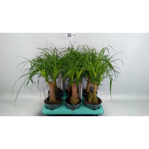 Beaucarnea recurvata