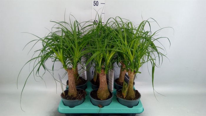 <h4>Beaucarnea recurvata</h4>